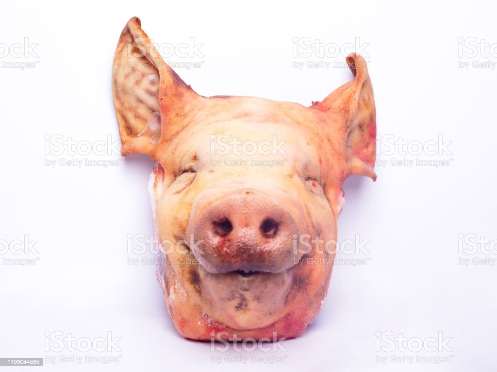 Detail Gambar Kepala Babi Nomer 45