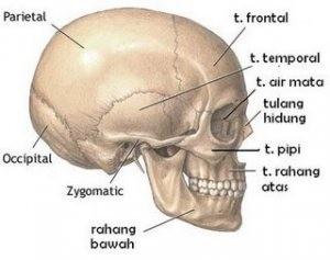 Detail Gambar Kepala Bayi Dan Bagian Bagiannya Nomer 43