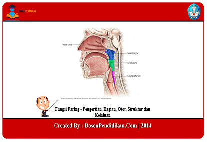 Detail Gambar Kepala Bayi Dan Bagian Bagiannya Nomer 44