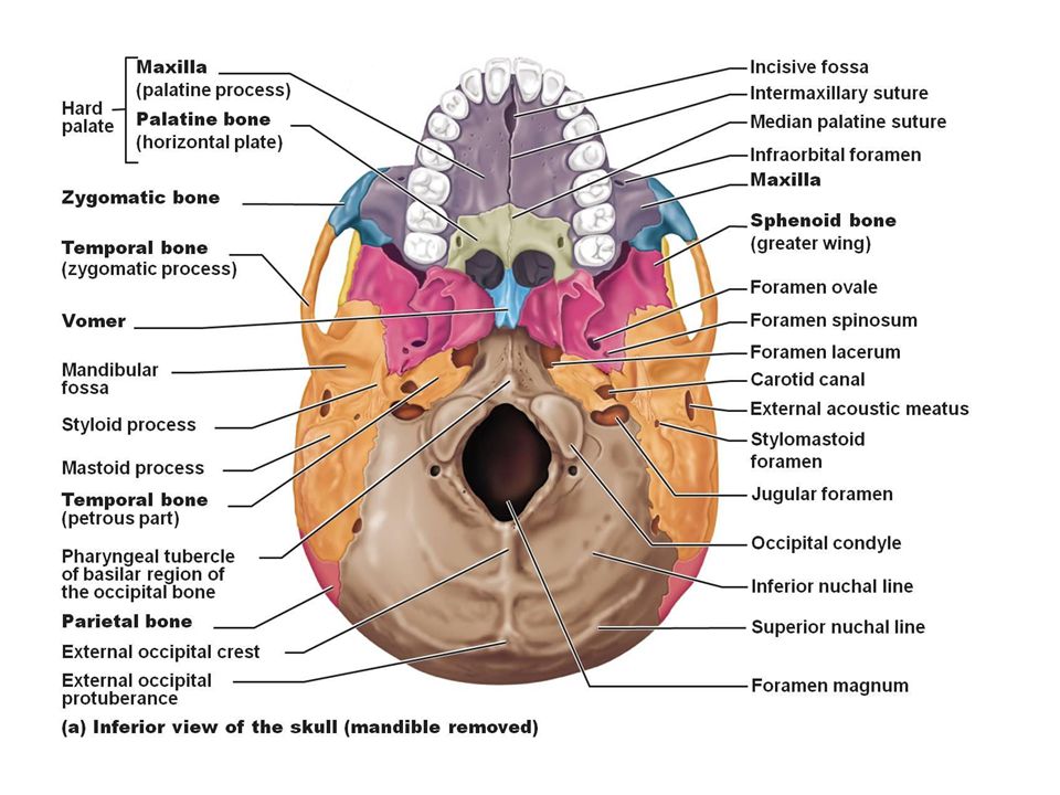 Detail Gambar Kepala Bayi Dan Bagian Bagiannya Nomer 48