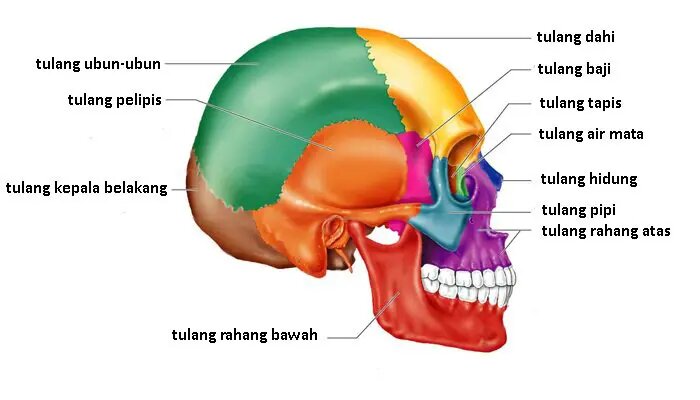 Detail Gambar Kepala Bayi Dan Bagian Bagiannya Nomer 7