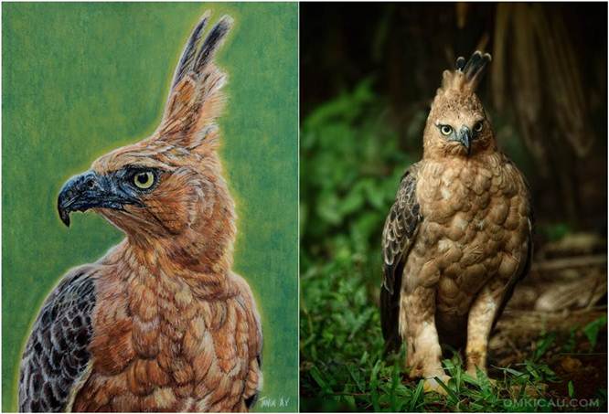 Detail Gambar Kepala Burung Garuda Nomer 49