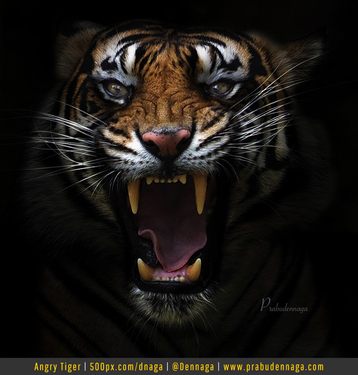 Detail Gambar Kepala Harimau Keren Nomer 30