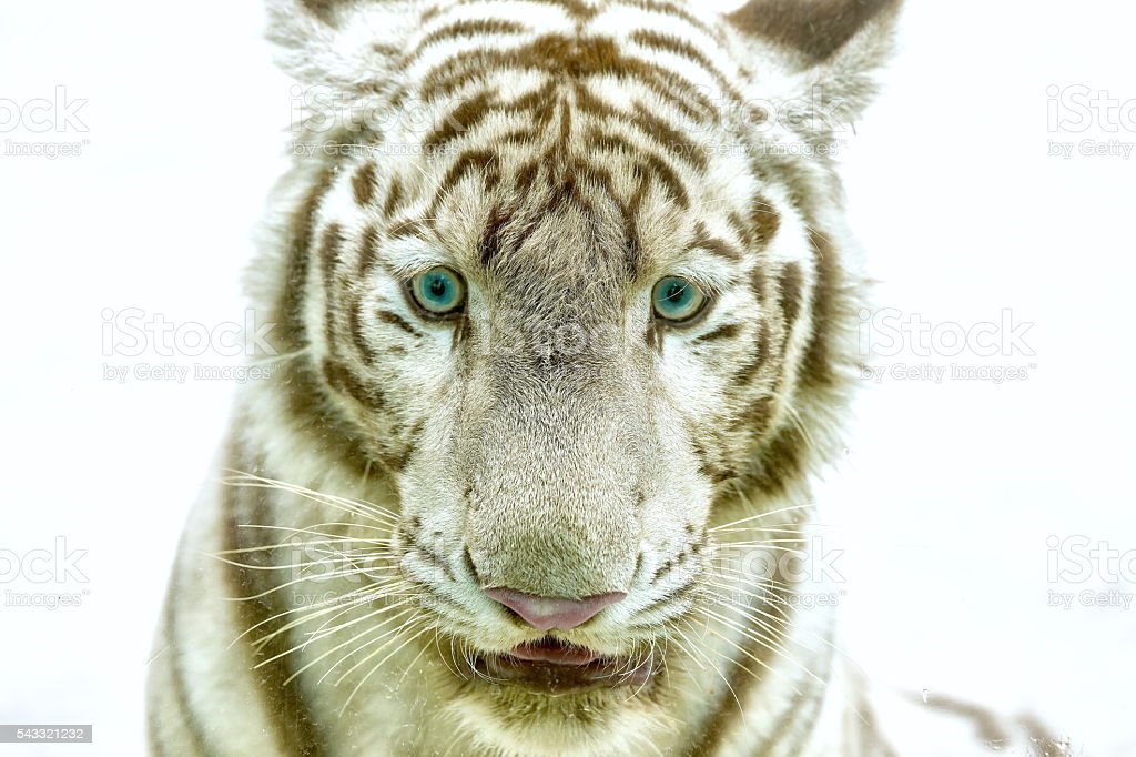 Detail Gambar Kepala Harimau Putih Nomer 39