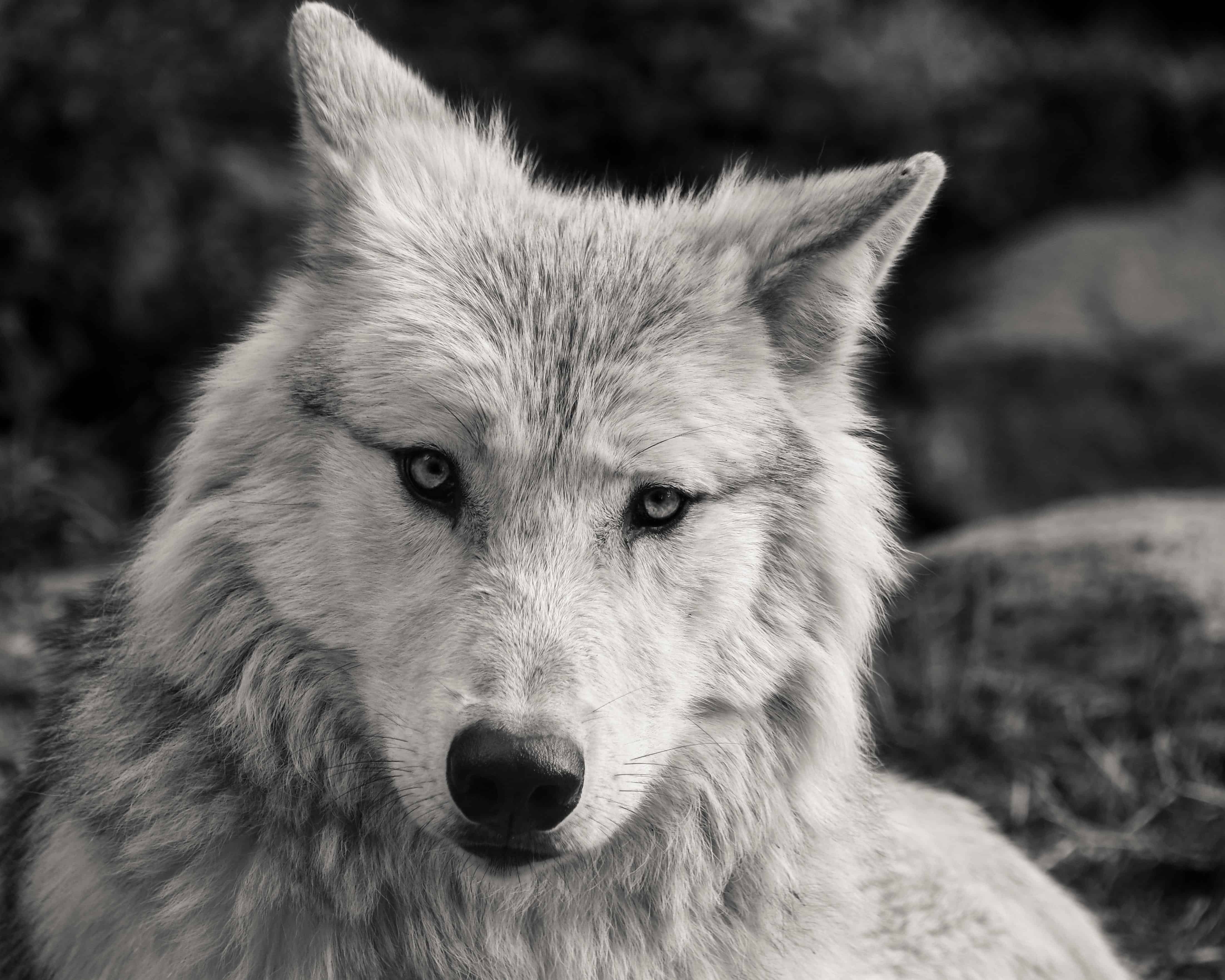 Gambar Kepala Hewan Serigala - KibrisPDR
