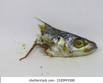 Detail Gambar Kepala Ikan Nomer 45