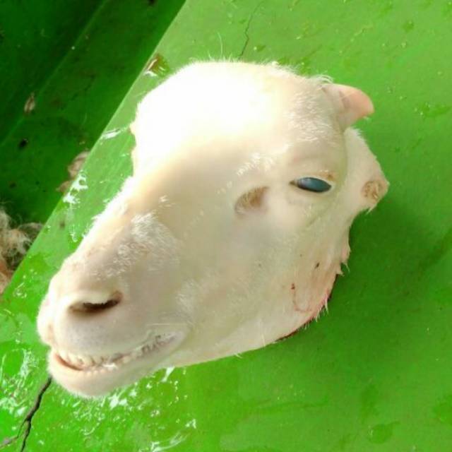 Detail Gambar Kepala Kambing Nomer 5