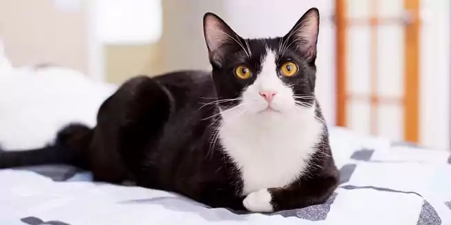 Detail Gambar Kepala Kucing Hitam Putih Nomer 50