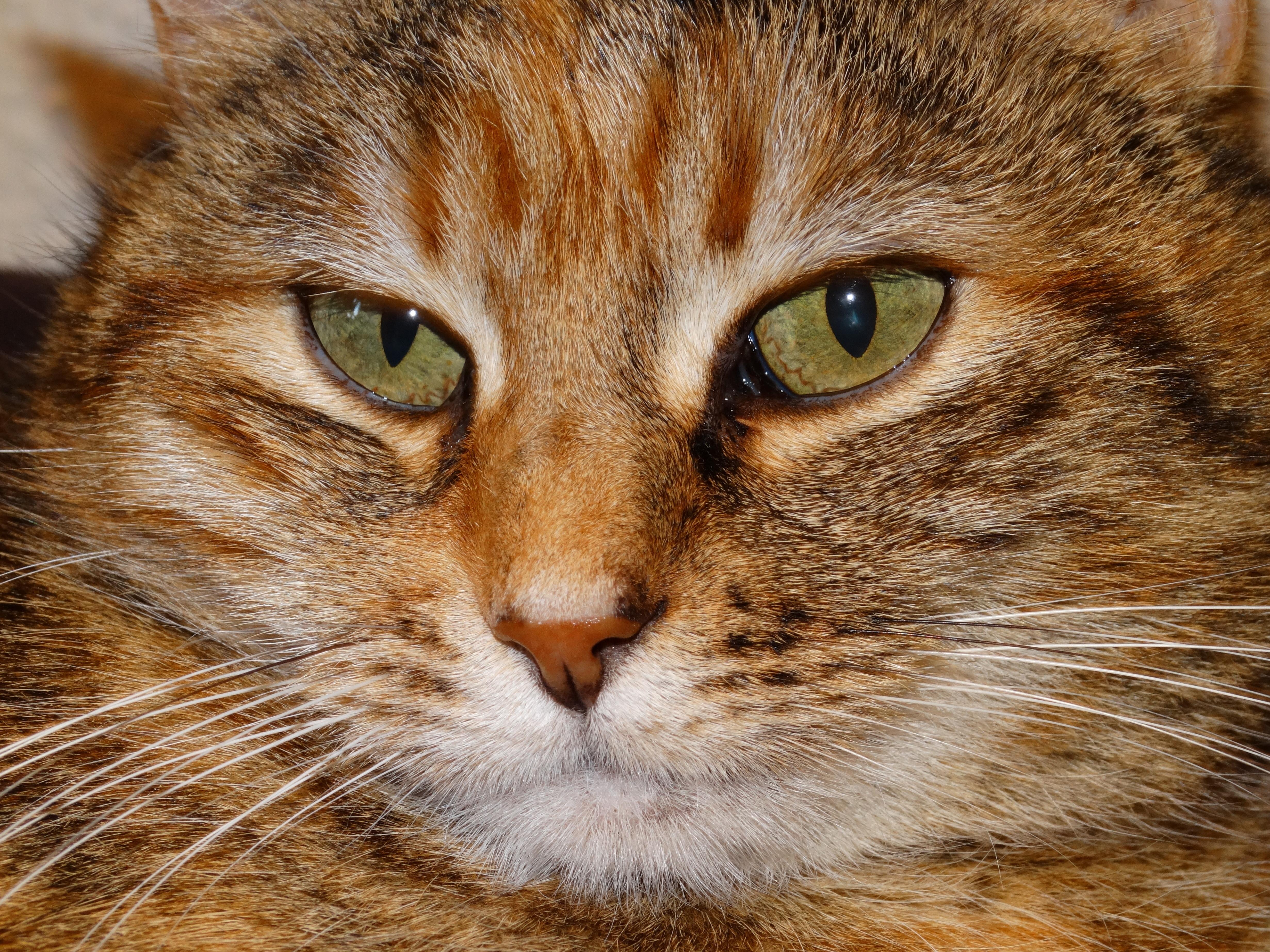 Detail Gambar Kepala Kucing Lucu Nomer 49