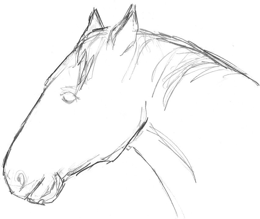 Detail Gambar Kepala Kuda Nomer 18