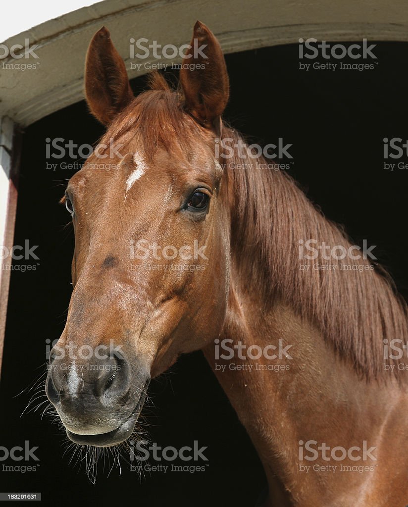 Detail Gambar Kepala Kuda Nomer 19