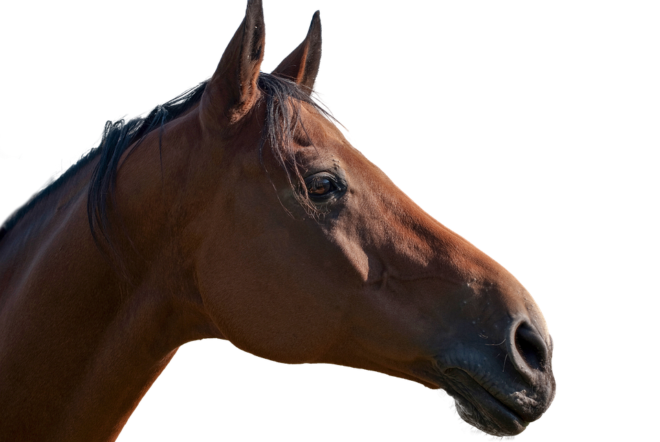 Detail Gambar Kepala Kuda Nomer 29