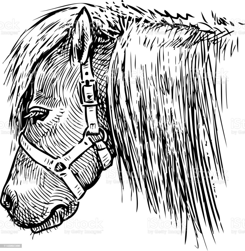 Detail Gambar Kepala Kuda Poni Nomer 27