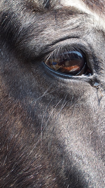 Detail Gambar Kepala Kuda Poni Nomer 38