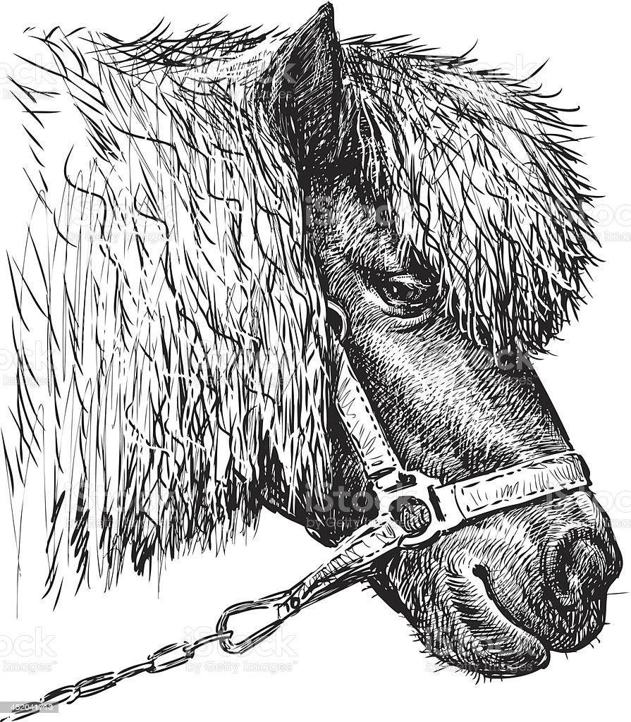 Detail Gambar Kepala Kuda Poni Nomer 52