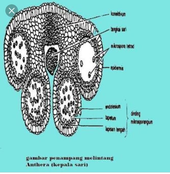 Detail Gambar Kepala Sari Atau Antera Nomer 2