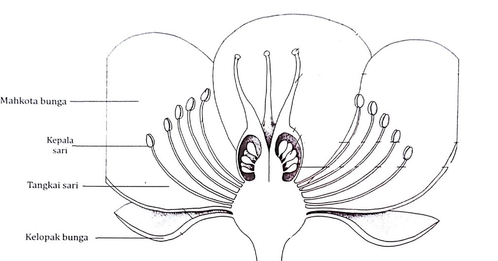 Detail Gambar Kepala Sari Atau Antera Nomer 32
