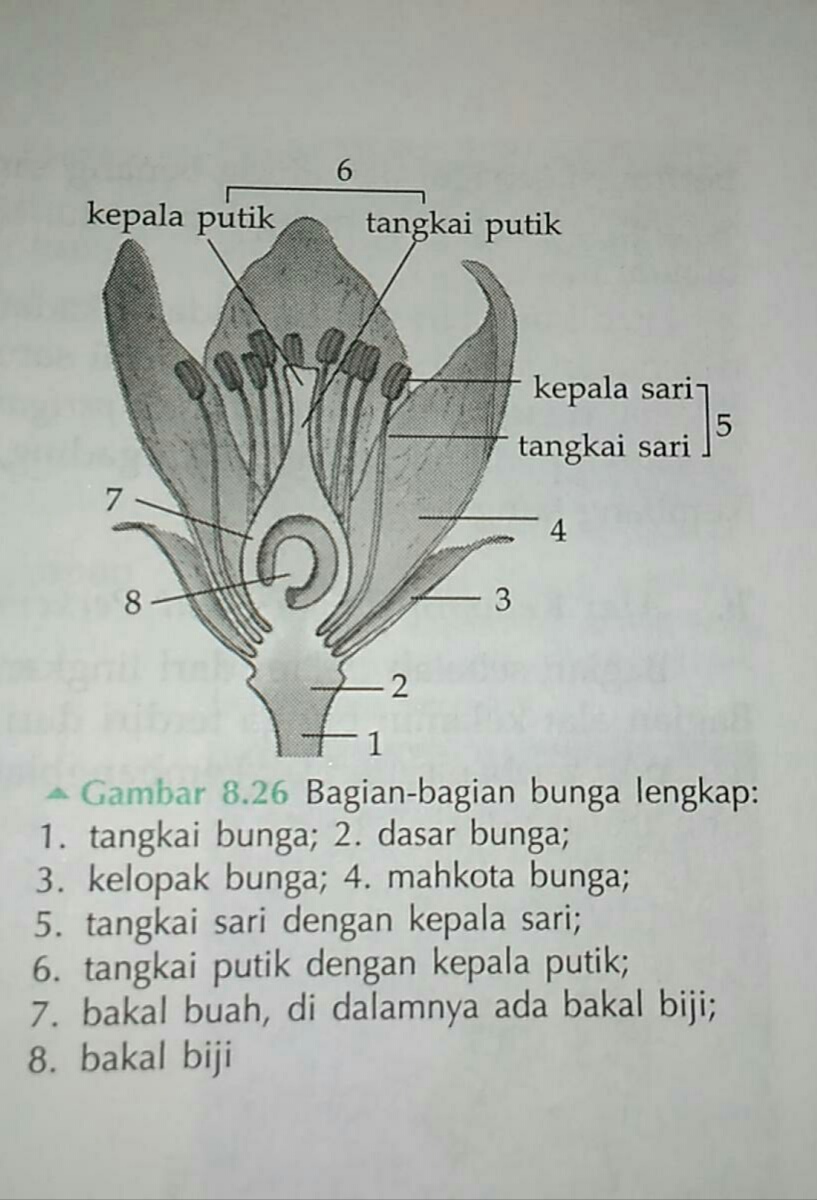 Detail Gambar Kepala Sari Atau Antera Nomer 33