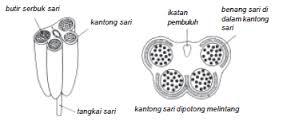 Detail Gambar Kepala Sari Atau Antera Nomer 44