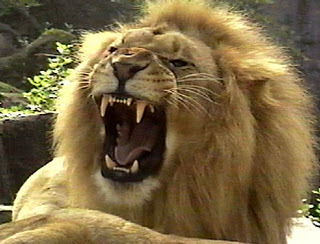 Detail Gambar Kepala Singa Mengaung Nomer 27