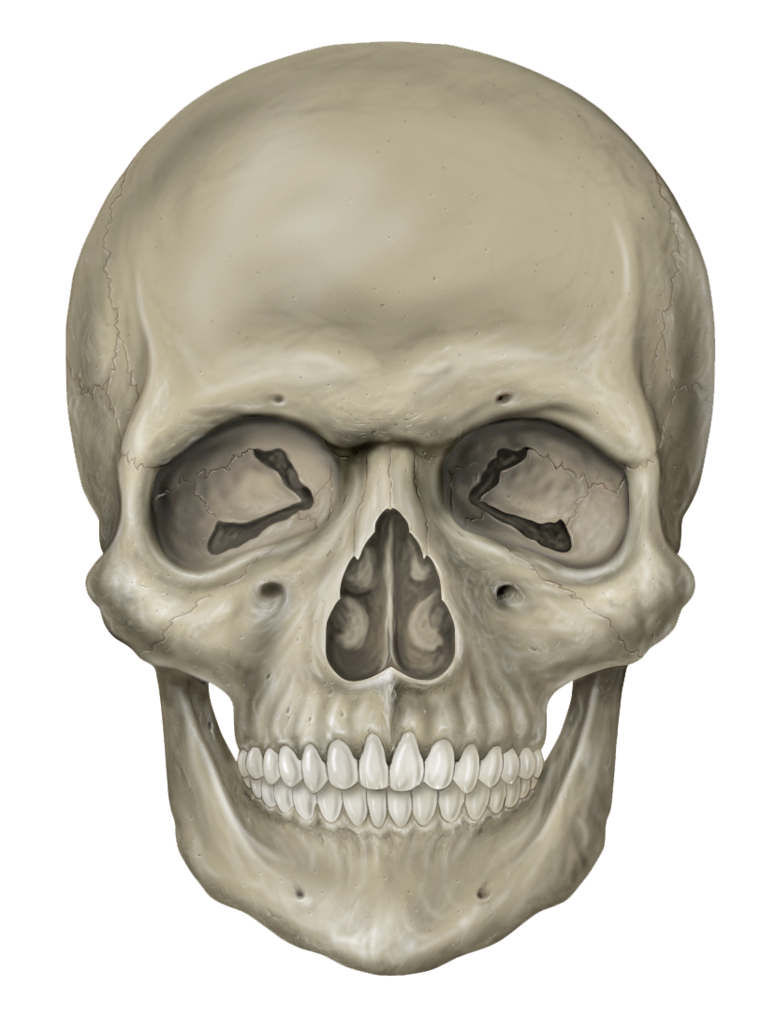 Detail Gambar Kepala Tengkorak Gambar Skull Hd Nomer 18