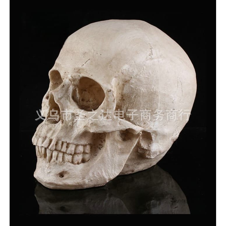 Detail Gambar Kepala Tengkorak Gambar Skull Hd Nomer 41