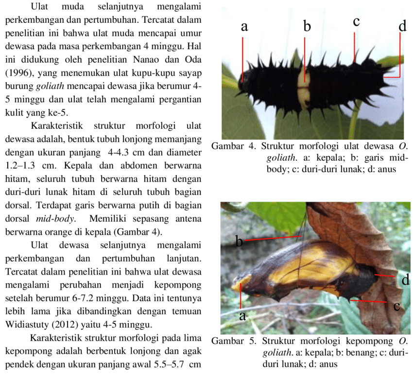 Detail Gambar Kepala Ulat Nomer 38