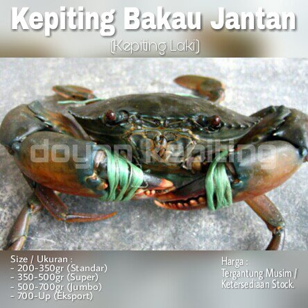 Detail Gambar Kepiting Besar Nomer 45