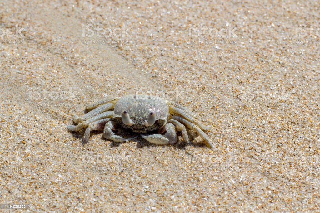 Detail Gambar Kepiting Di Pantai Nomer 2