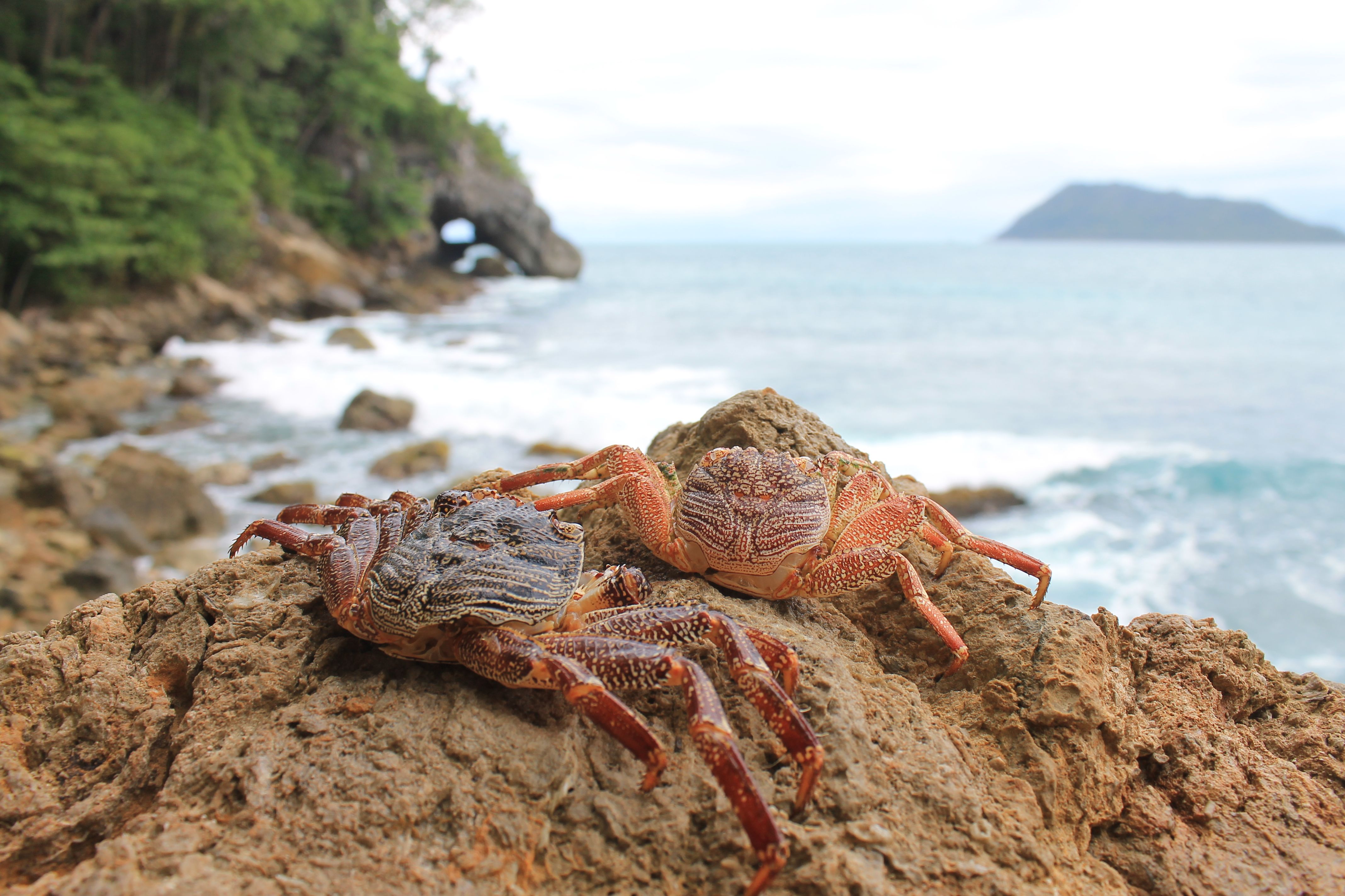 Detail Gambar Kepiting Di Pantai Nomer 34