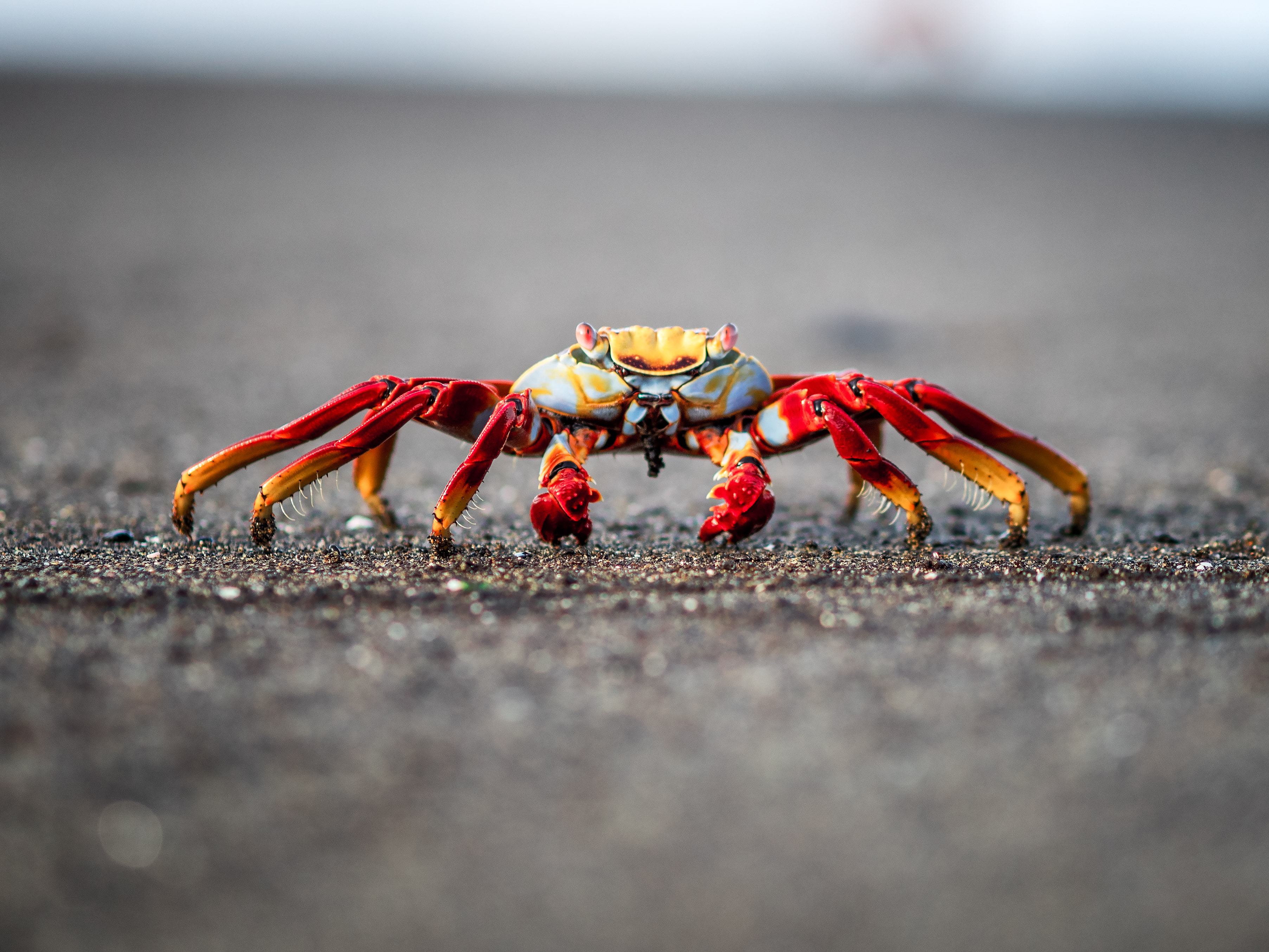 Detail Gambar Kepiting Di Pantai Nomer 47