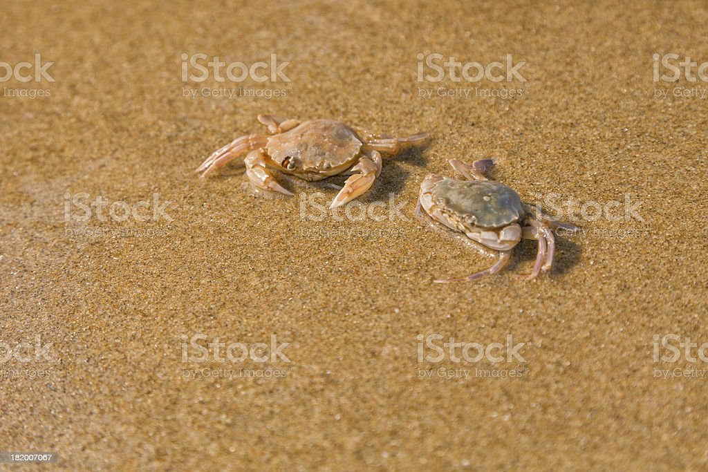 Detail Gambar Kepiting Di Pantai Nomer 7