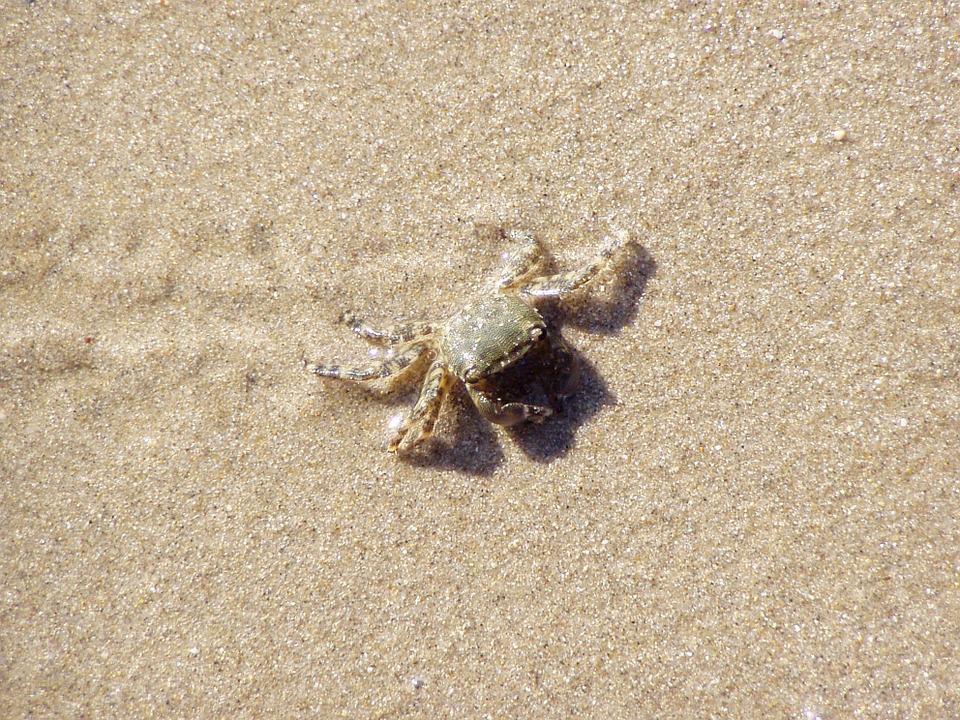 Detail Gambar Kepiting Di Pantai Nomer 9