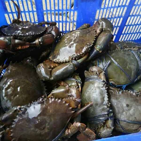 Detail Gambar Kepiting Laut Nomer 17