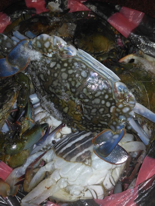 Detail Gambar Kepiting Laut Nomer 47