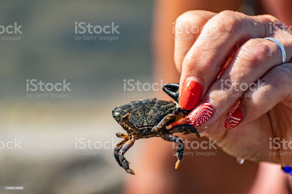 Detail Gambar Kepiting Laut Nomer 50