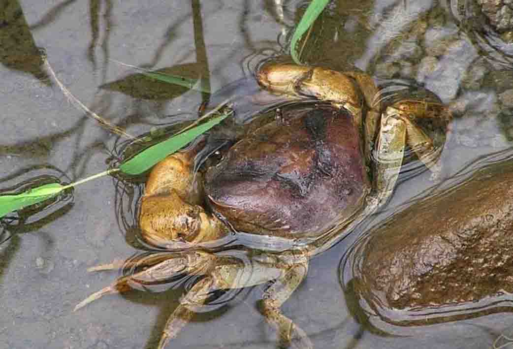 Gambar Kepiting Sungai - KibrisPDR