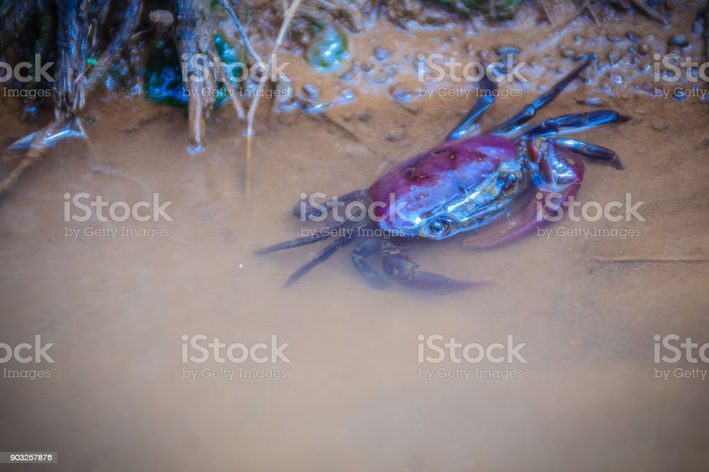 Detail Gambar Kepiting Sungai Nomer 3