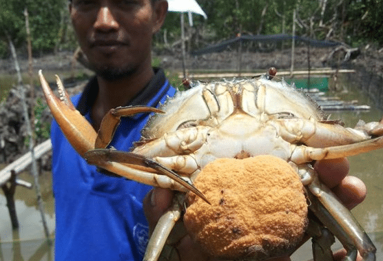 Detail Gambar Kepiting Sungai Nomer 33