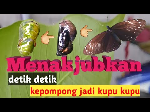 Detail Gambar Kepompong Jadi Kupu Kupu Nomer 35