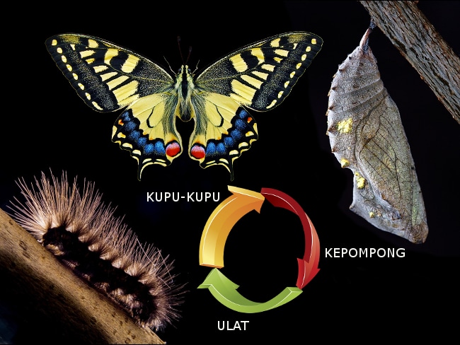 Detail Gambar Kepompong Jadi Kupu Kupu Nomer 39