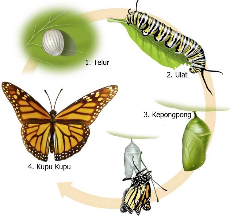 Detail Gambar Kepompong Jadi Kupu Kupu Nomer 8