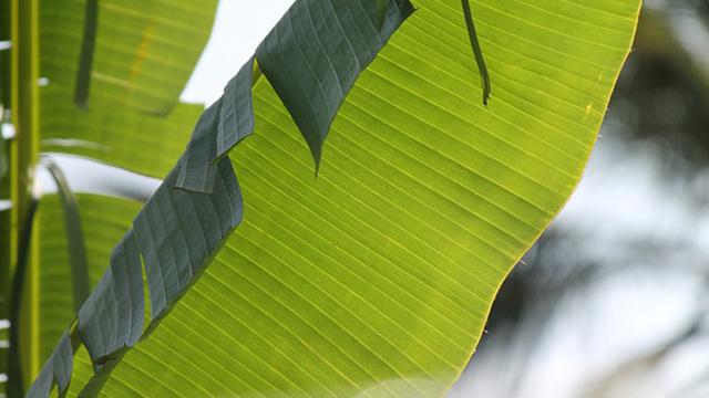 Detail Gambar Kerajinan Serat Alam Dari Daun Pisang Nomer 42