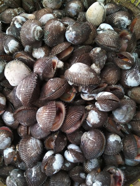 Detail Gambar Kerang Bulu Nomer 16