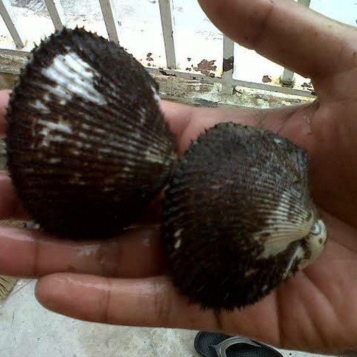 Detail Gambar Kerang Bulu Nomer 24