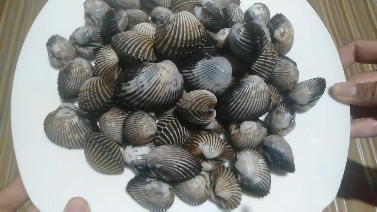 Detail Gambar Kerang Bulu Nomer 29