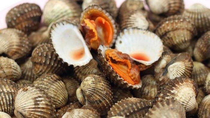 Detail Gambar Kerang Bulu Nomer 34