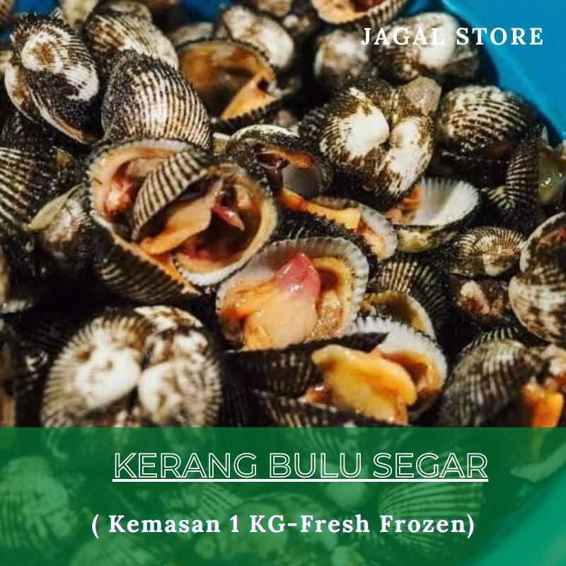 Detail Gambar Kerang Bulu Nomer 36