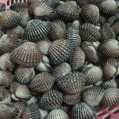 Detail Gambar Kerang Darah Nomer 35