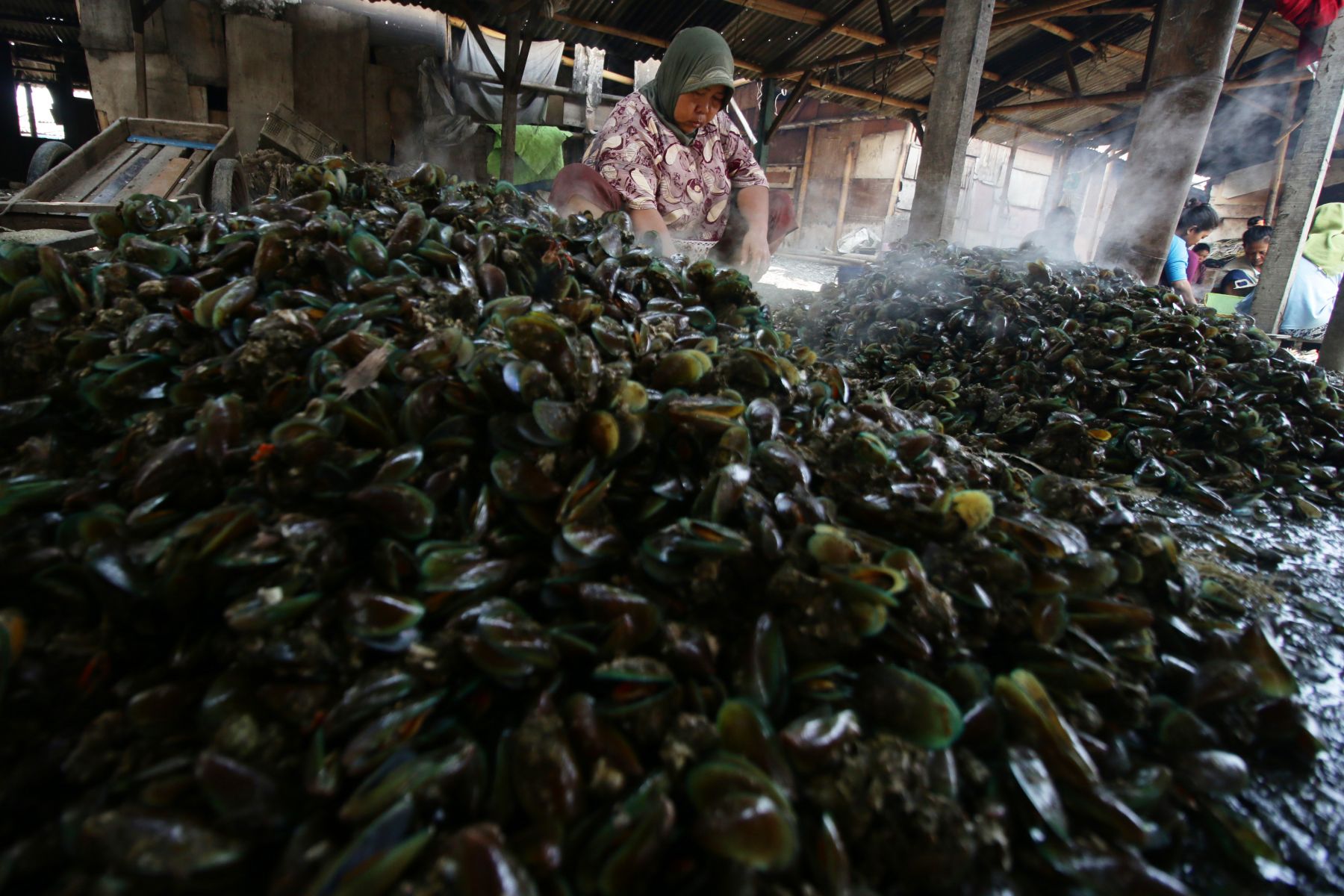 Detail Gambar Kerang Hijau Nomer 38